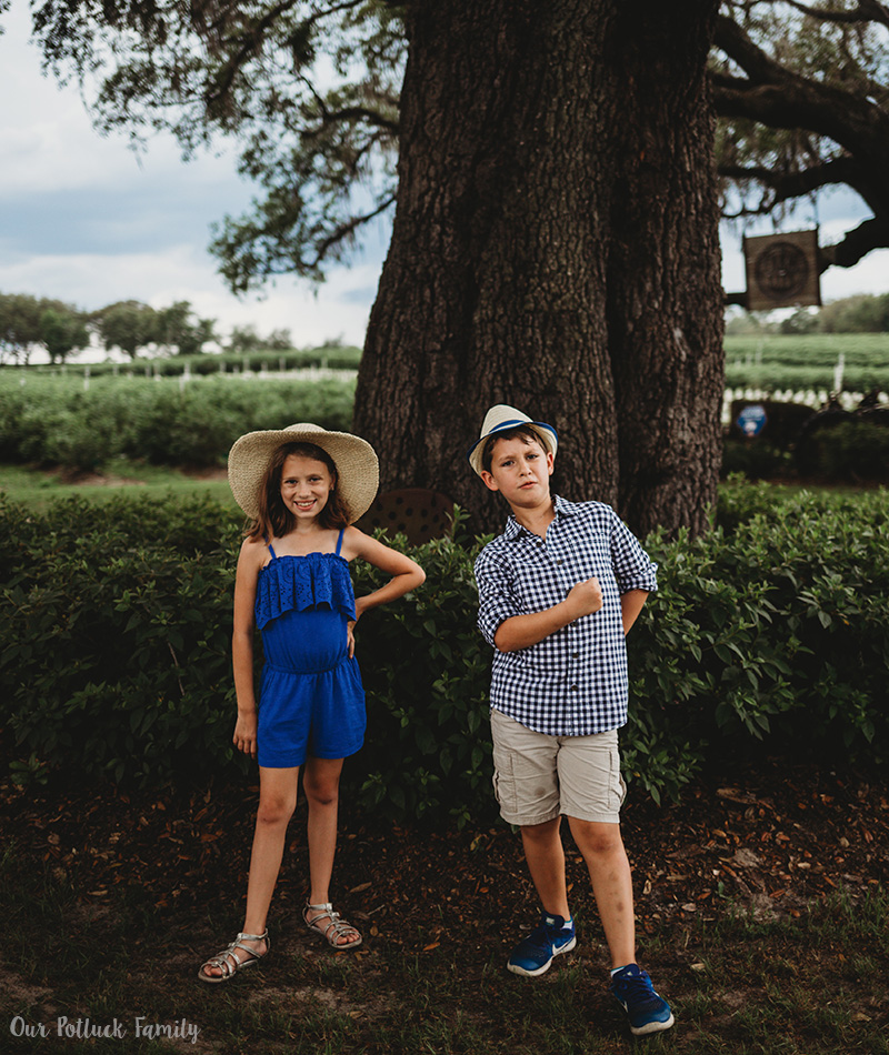 Florida Blueberry Picking big tree