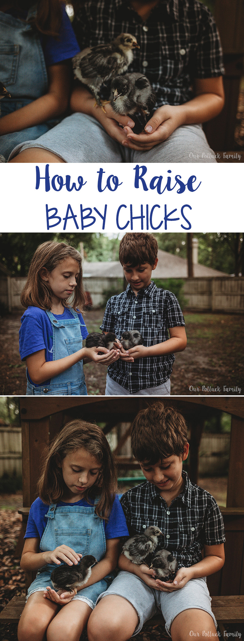 How to Raise Baby Chicks