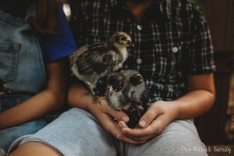 Raise Baby Chicks hold